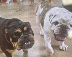 Lonely Bulldog Goes To Day Care — And Accidentally Finds Her Long-Lost Brother
