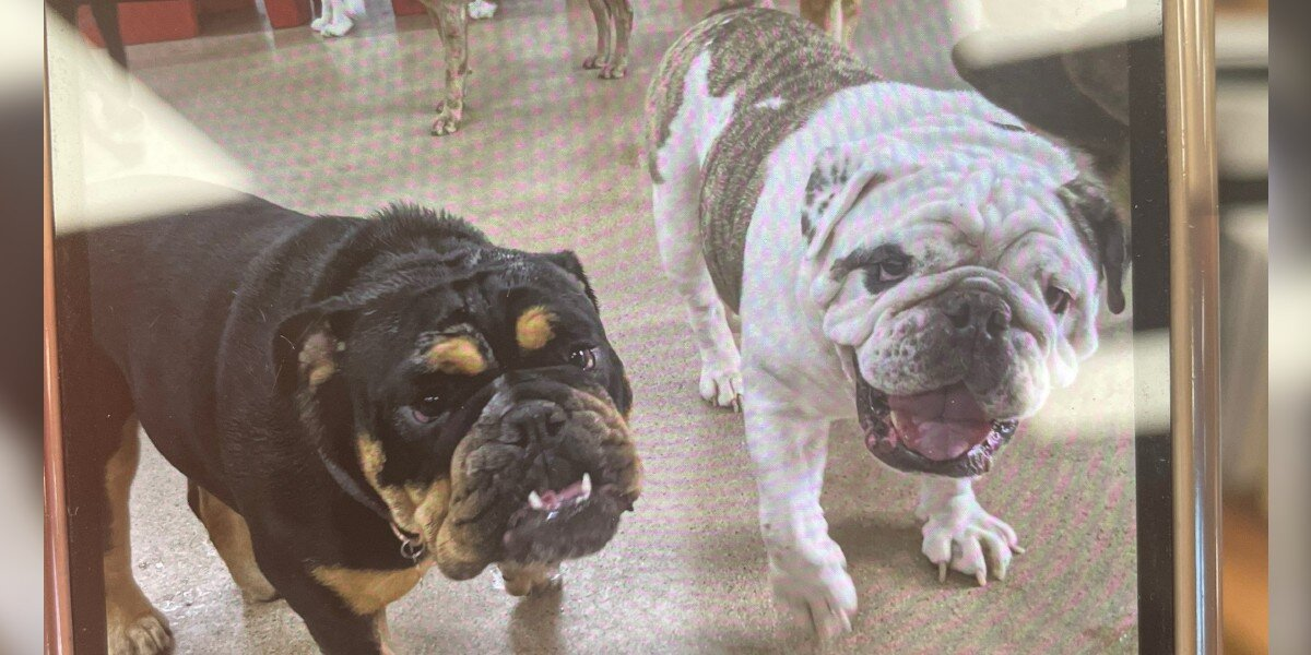 Lonely Bulldog Goes To Day Care — And Accidentally Finds Her Long-Lost Brother