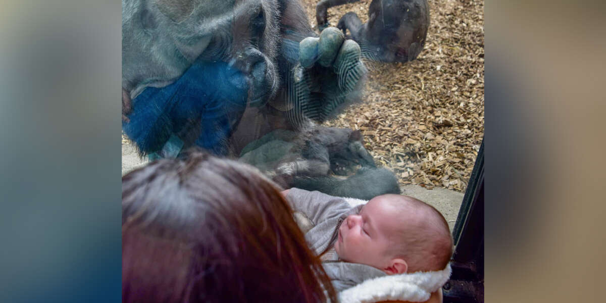 Zoo Gorilla Brings Her Baby To Meet A New Mom And Her Newborn On The Other Side Of The Glass