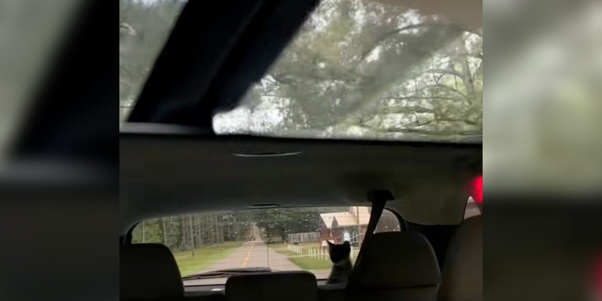 Driver Checks Rearview Mirror — And Can’t Believe Who’s Staring Back At Her