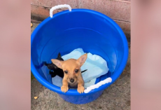 Shelter Volunteer Finds Bucket Of Puppies — And Realizes The Heartbreaking Truth
