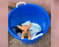 Shelter Volunteer Finds Bucket Of Puppies — And Realizes The Heartbreaking Truth