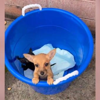 Shelter Volunteer Finds Bucket Of Puppies — And Realizes The Heartbreaking Truth
