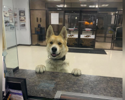 Dog Walks Into Police Station — To Report Himself Missing