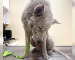 ‘Chupacabra’ Dog Spent Years Hiding Under a Car — Until a Hero Gave Him a Second Chance