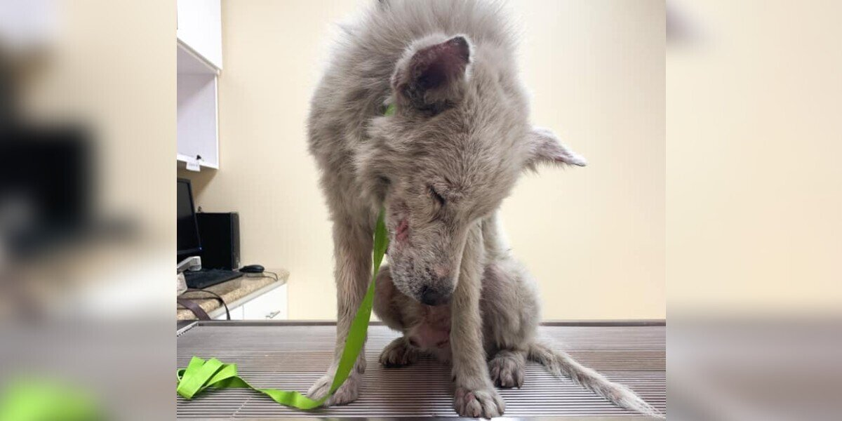 ‘Chupacabra’ Dog Spent Years Hiding Under a Car — Until a Hero Gave Him a Second Chance