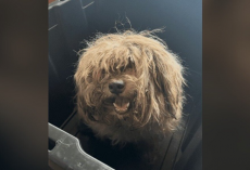 Rescuers Shave Matted Dog — And Discover She’s Been Suffering Unimaginable Pain Beneath Her Fur