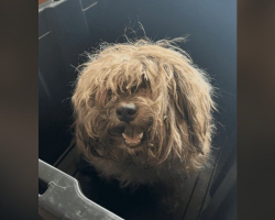 Rescuers Shave Matted Dog — And Discover She’s Been Suffering Unimaginable Pain Beneath Her Fur