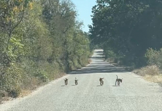 Driver Slams On Brakes When Four Tiny Puppies Run Up To Her Car Begging For Help