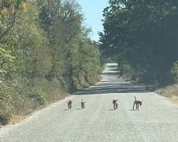Driver Slams On Brakes When Four Tiny Puppies Run Up To Her Car Begging For Help