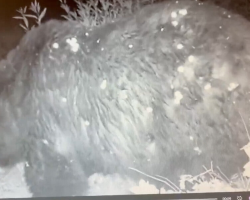 Park Officials Can’t Believe Who Shows Up On Trail Cam: “He’s One Thicc Boi”