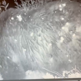 Park Officials Can’t Believe Who Shows Up On Trail Cam: “He’s One Thicc Boi”