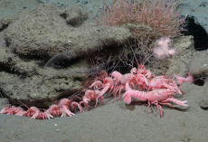 Scientists Discover Rare ‘Barbie-Pink’ Creatures Living Deep Beneath the Sea