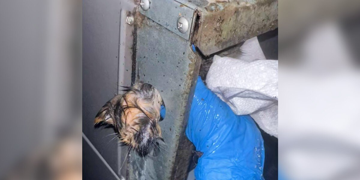 Man Freezes In Shock After Spotting Tiny Furry Face Stuck In AC Unit