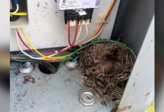 Man Opens Electrical Box To Evict a Mouse — Then Realizes She Has a Secret