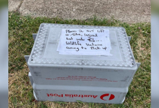 Mailman Spots Fallen Bat On His Route — Then Realizes There’s a Baby Clinging to Her