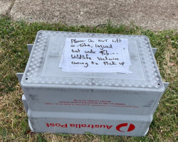 Mailman Spots Fallen Bat On His Route — Then Realizes There’s a Baby Clinging to Her