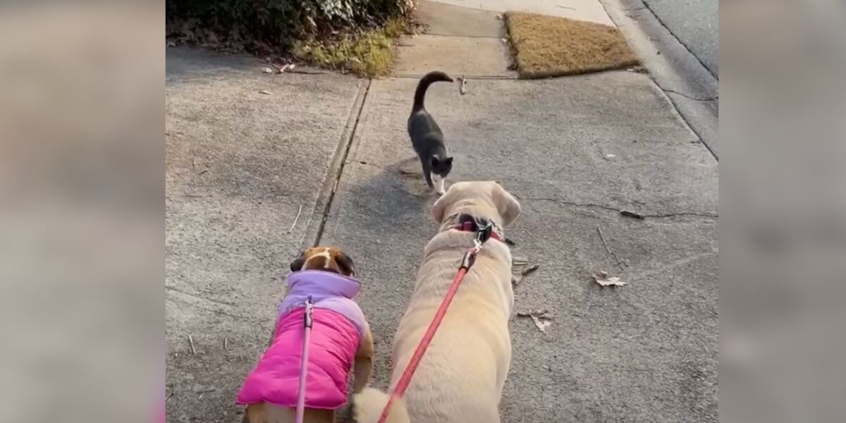 Cat Falls In Love With Neighbor’s Dogs — And Refuses To Miss A Single Walk