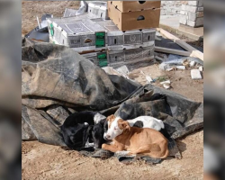 Rescuer Spots Movement In Trash Pile — Then Finds 3 Puppies Huddled Together For Warmth