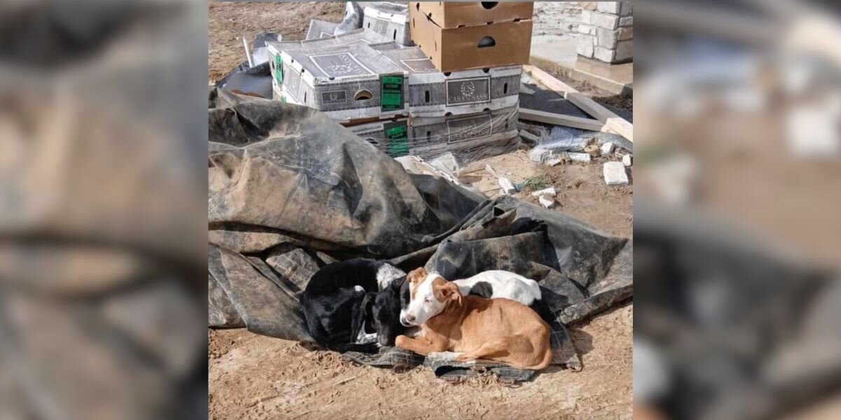 Rescuer Spots Movement In Trash Pile — Then Finds 3 Puppies Huddled Together For Warmth