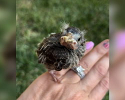 Grieving Woman Gets a Visit From Someone With Familiar ‘Eyebrows’ — And Knows It’s a Sign From Her Late Dog
