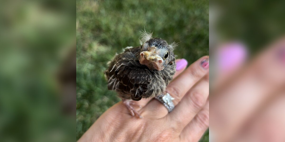 Grieving Woman Gets a Visit From Someone With Familiar ‘Eyebrows’ — And Knows It’s a Sign From Her Late Dog