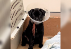 Puppy Left Heartbroken And Alone After His Whole Family Gets Adopted Without Him