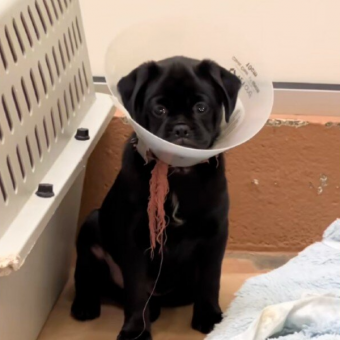 Puppy Left Heartbroken And Alone After His Whole Family Gets Adopted Without Him