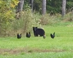 Brave Backyard Hens Band Together To Chase Off A Curious Bear