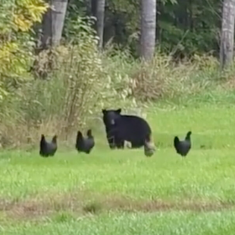 Brave Backyard Hens Band Together To Chase Off A Curious Bear