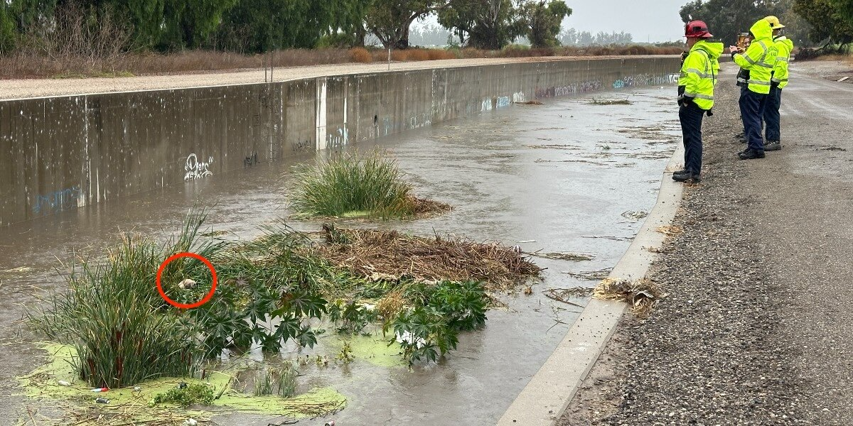 Workers Spot Shivering Pup Trapped In Flooded Canal — And Rush To Save Her