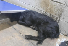 Shelter Dog Too Terrified To Lift His Head Finally Learns To Trust Again