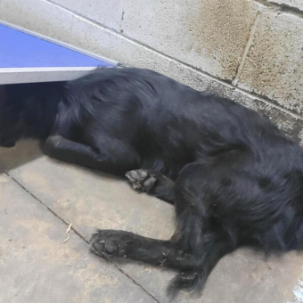 Shelter Dog Too Terrified To Lift His Head Finally Learns To Trust Again