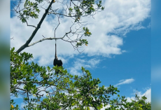 Boater Sees Something Caught In Mangroves — Then Realizes It’s A Life In Need Of Saving