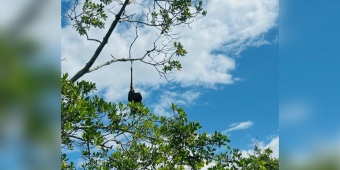 Boater Sees Something Caught In Mangroves — Then Realizes It’s A Life In Need Of Saving