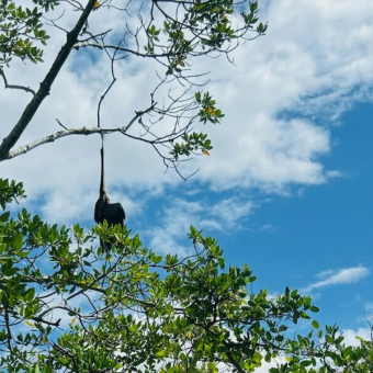 Boater Sees Something Caught In Mangroves — Then Realizes It’s A Life In Need Of Saving