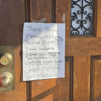 Note On Vacant House’s Door Leads Rescuers To Abandoned Mama Cat And Her Kittens