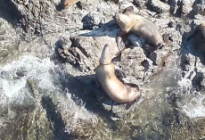 Rescuers Rush To Save Sea Lion Found With Plastic Cutting Into Her Neck