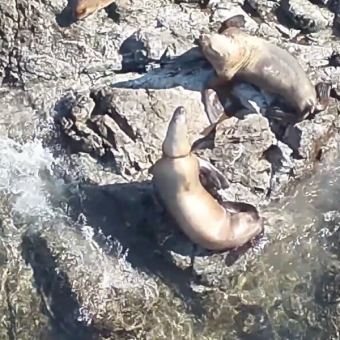 Rescuers Rush To Save Sea Lion Found With Plastic Cutting Into Her Neck