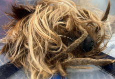 Neighbor Reports Elderly Dog Living Outside — Found ‘Buried’ Under Years Of Matted Fur