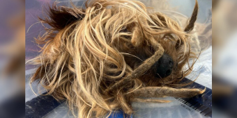Neighbor Reports Elderly Dog Living Outside — Found ‘Buried’ Under Years Of Matted Fur