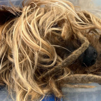 Neighbor Reports Elderly Dog Living Outside — Found ‘Buried’ Under Years Of Matted Fur