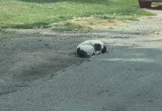 Rescuers See Tiny ‘Ball’ In Alley — Then Realize It’s a Dog Desperately Protecting His Family