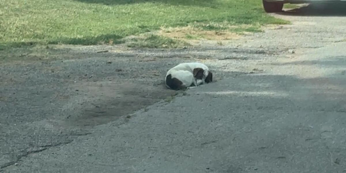 Rescuers See Tiny ‘Ball’ In Alley — Then Realize It’s a Dog Desperately Protecting His Family