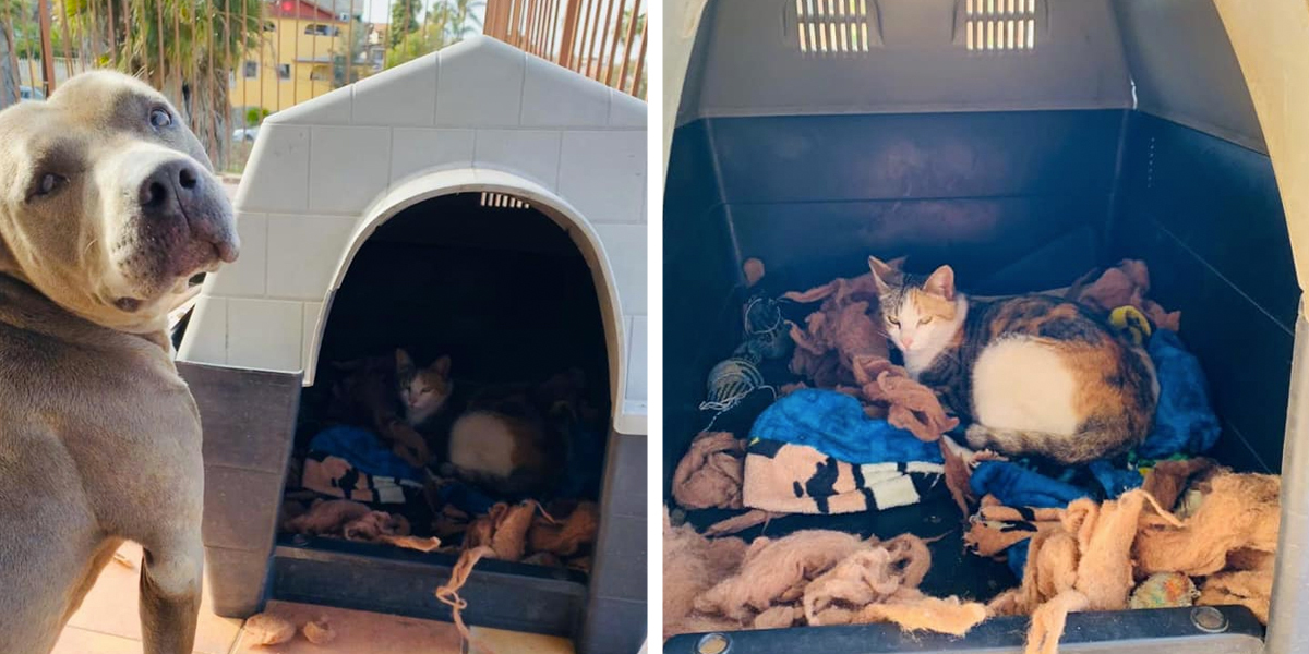 Pit Bull Opens His Heart — And His Doghouse — To A Pregnant Stray Cat In Need