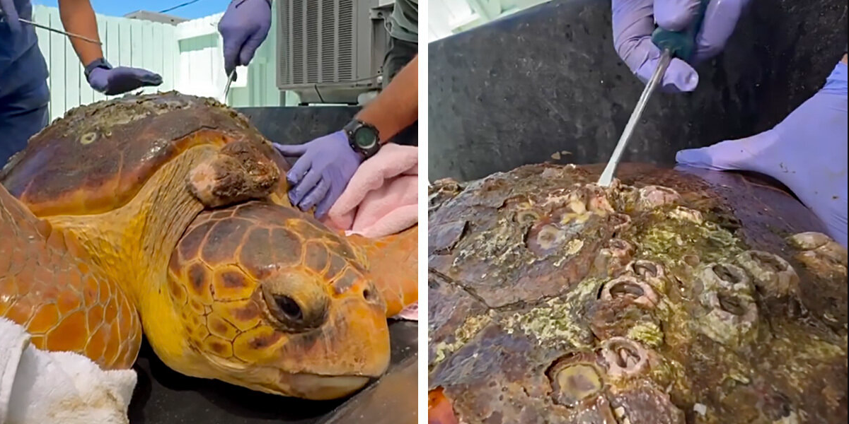 Rescuers Give Barnacle-Covered Sea Turtle A Stunning Second Chance
