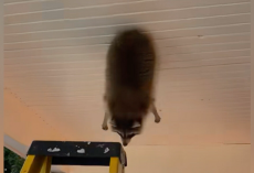 Homeowner Shocked To Find Chubby Raccoon Stuck Dangling From The Ceiling
