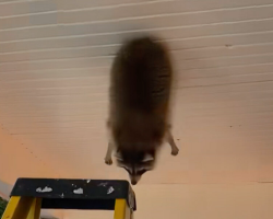 Homeowner Shocked To Find Chubby Raccoon Stuck Dangling From The Ceiling