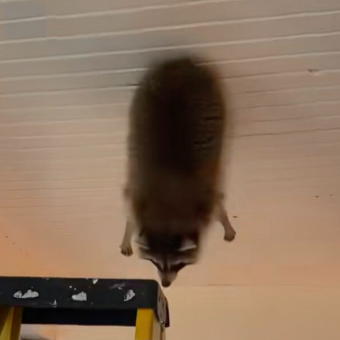 Homeowner Shocked To Find Chubby Raccoon Stuck Dangling From The Ceiling