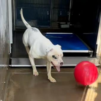 Heartbroken Shelter Dog Spends His Days Playing Fetch All Alone